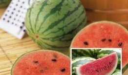 吃瓜四大网红是谁,瓜田里的风云人物